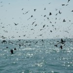 PARACAS07