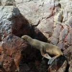 PARACAS08