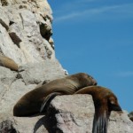 PARACAS09