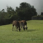 MACHU PICCHU12