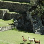 MACHU PICCHU27