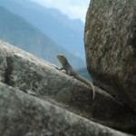 MACHU PICCHU45