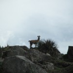 MACHU PICCHU46