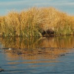 UROS12
