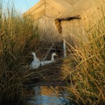 UROS19